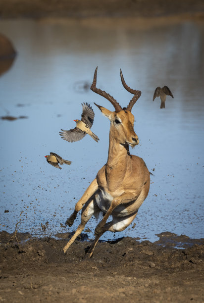 antelope