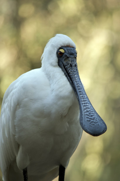 spoonbill
