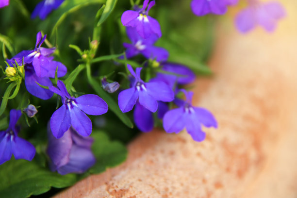 lobelia
