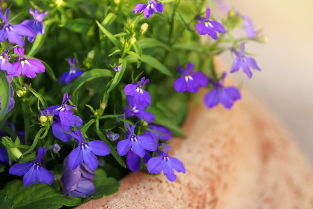 lobelia