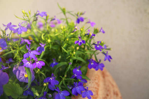 lobelia