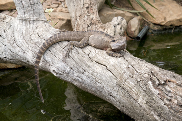 physignathus