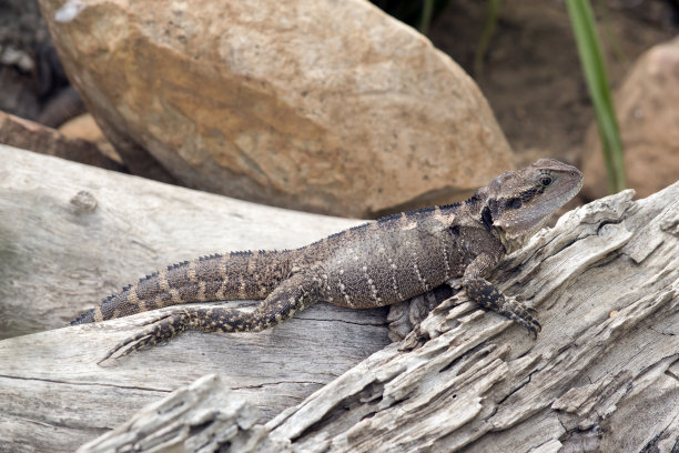 physignathus