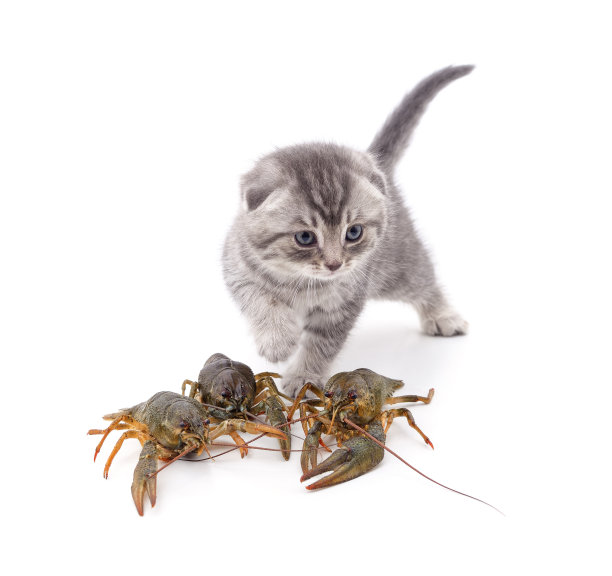 arthropod