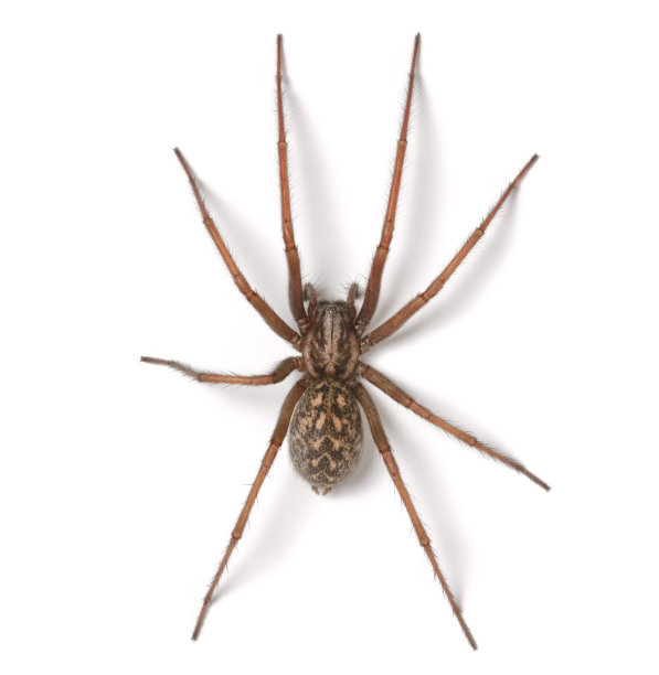 arachnid