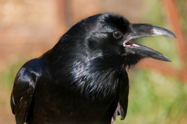 raven