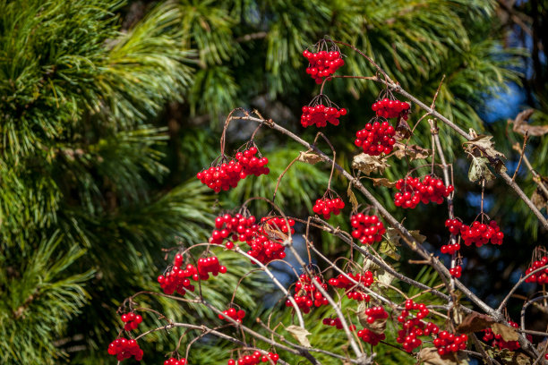 viburnum