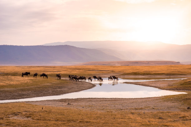 ngorongoro