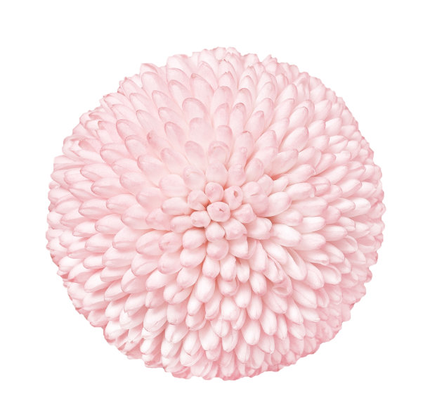 白色乒乓菊