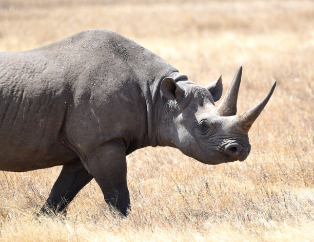 horned