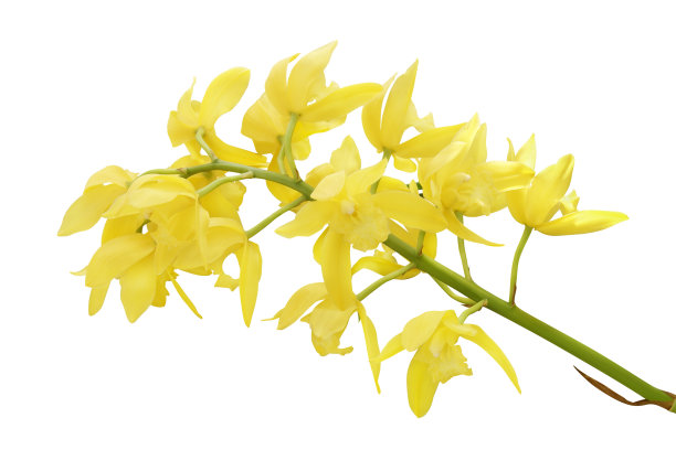 cymbidium