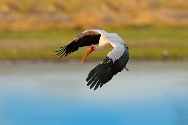 ibis