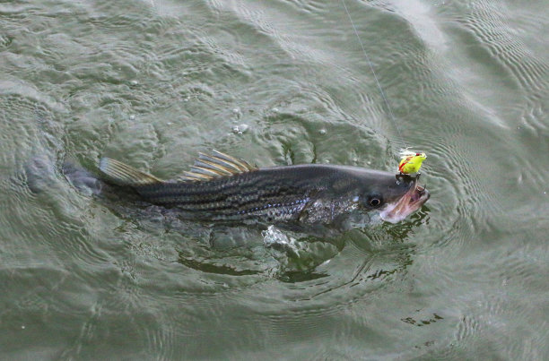 bass