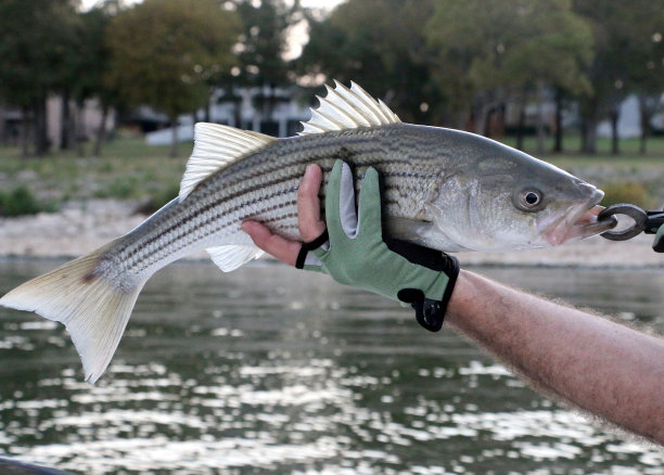 bass