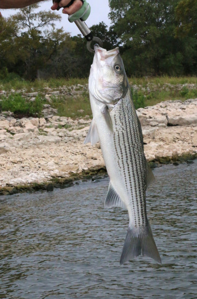 rockfish