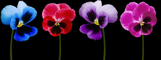 pansy