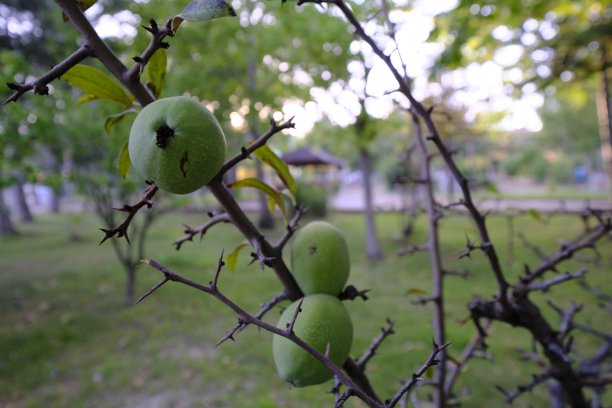 chaenomeles
