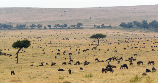 serengeti