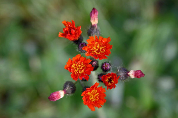 hawkweed