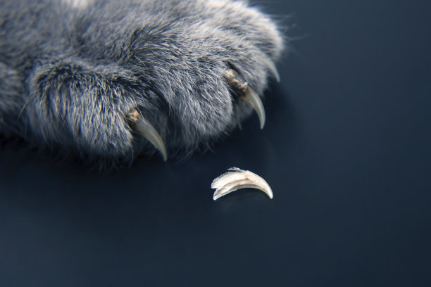 pincer