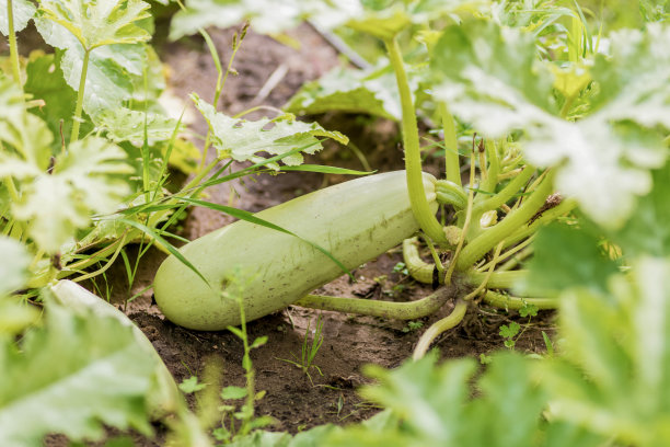 courgette