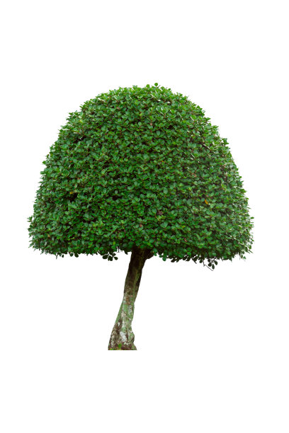evergreen