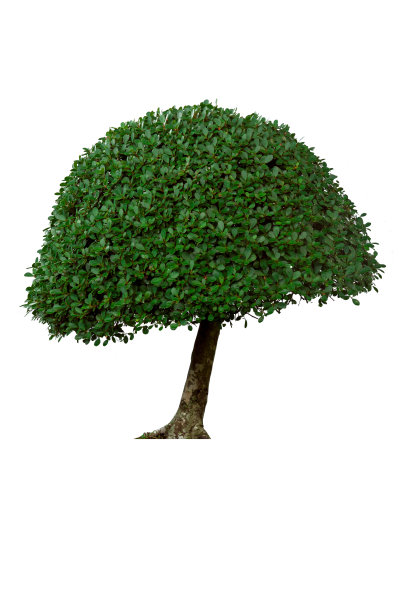 evergreen