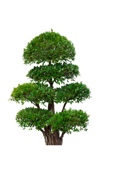 evergreen