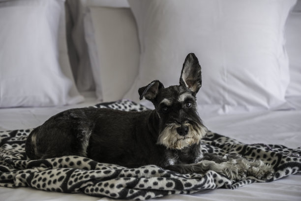schnauzer