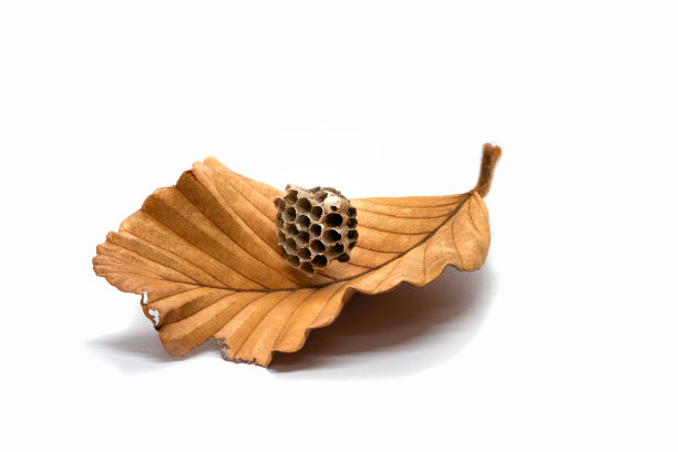 honeycomb