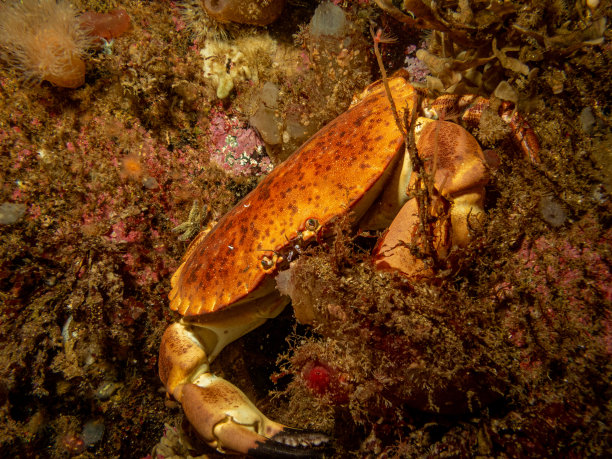 crustacean