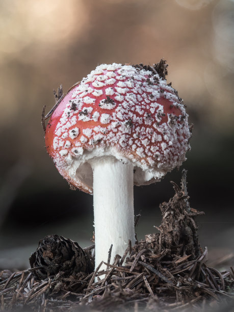 amanitaceae