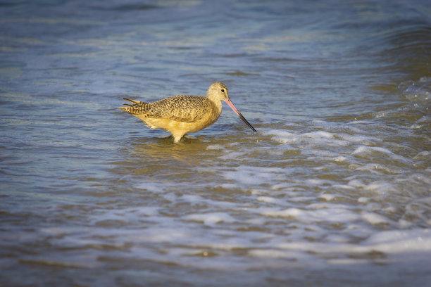 limosa