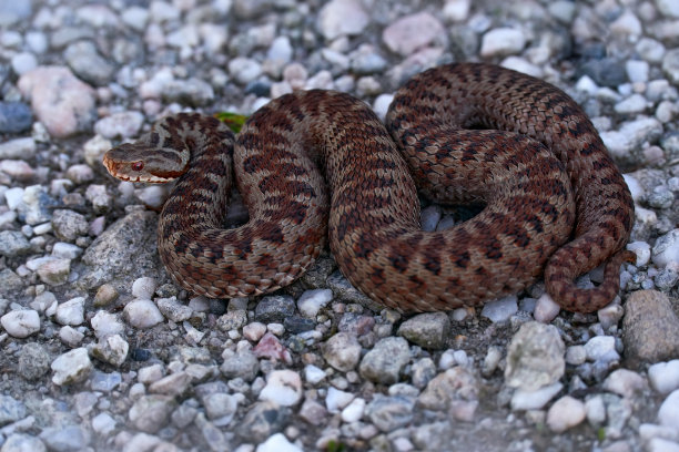 atheris