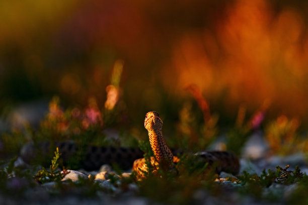adders