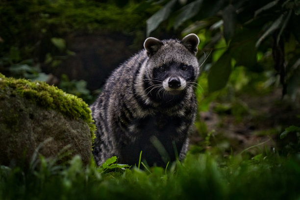civet