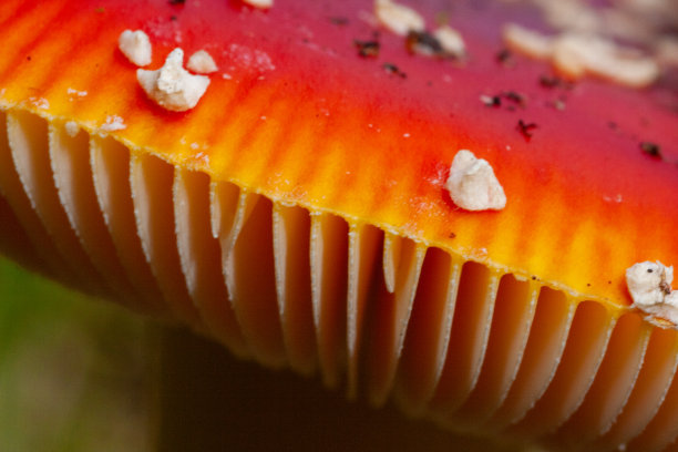 amanitaceae