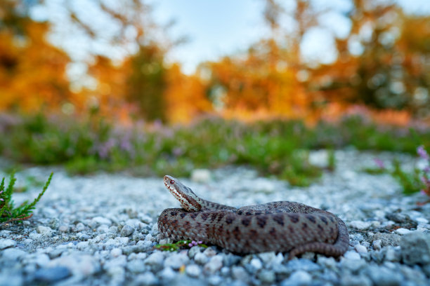 adders