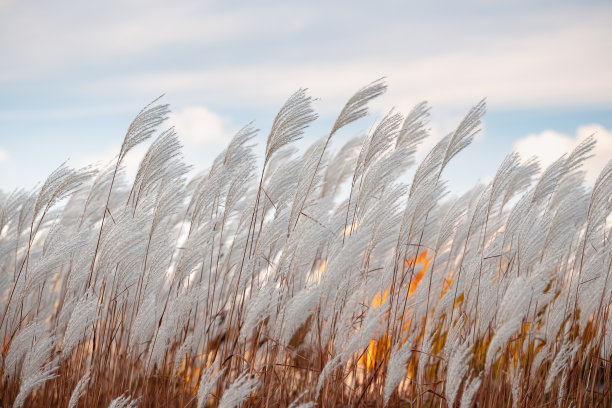 reed