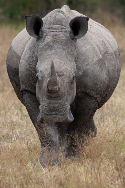 horned