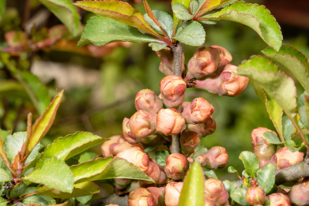 chaenomeles