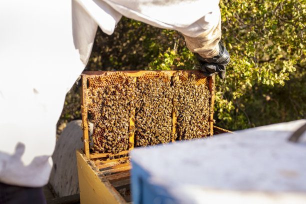 beekeeper