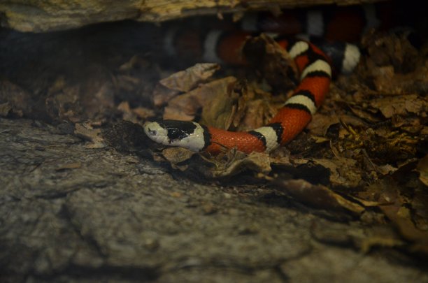 adders