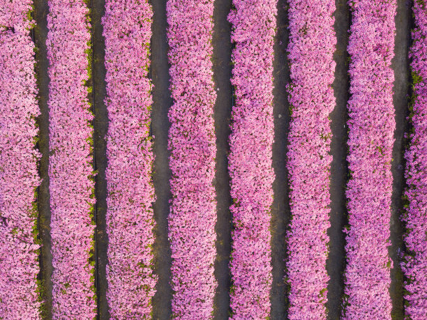 blossoms