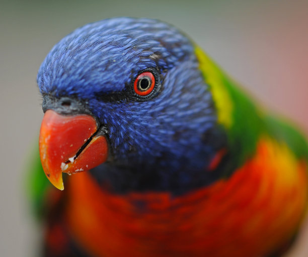 lorikeets