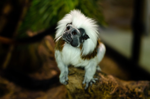 saguinus