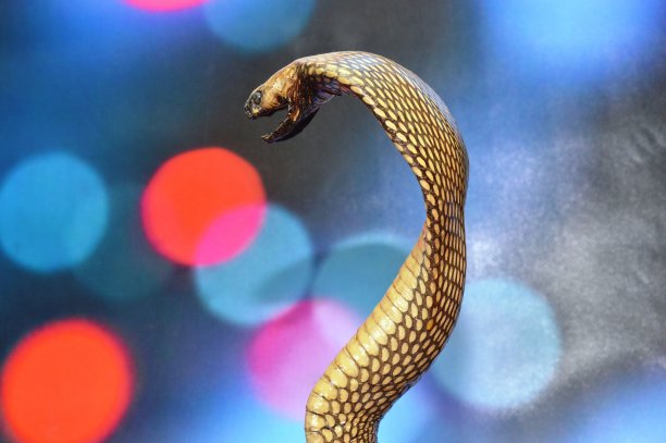cobra
