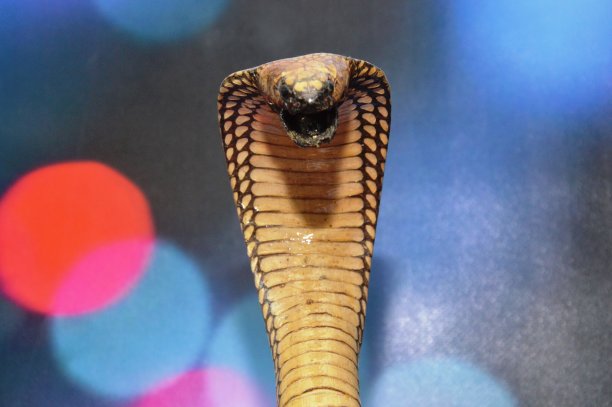 cobra