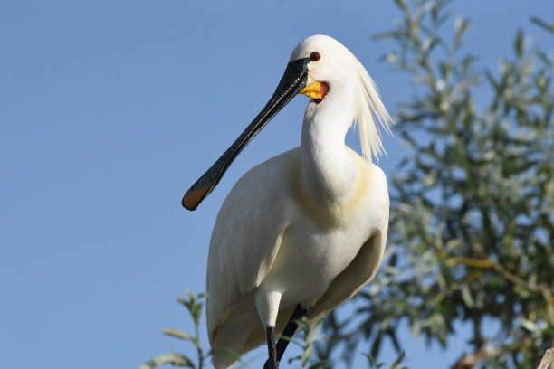 spoonbill