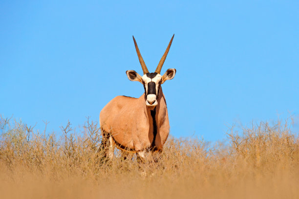 gemsbok